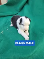 Black male , a male Australian Shepherd for sale in Wayside, WV – Photo 3 of 4