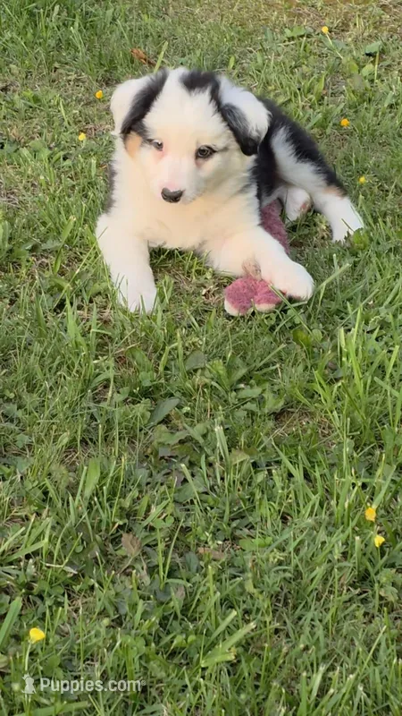 Black male  – Australian Shepherd puppy for sale in Wayside, WV