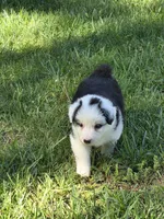 Black male , a male Australian Shepherd for sale in Wayside, WV – Photo 1 of 4