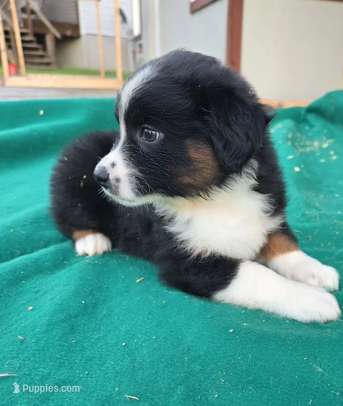 Black female – Australian Shepherd puppy for sale in Wayside, WV