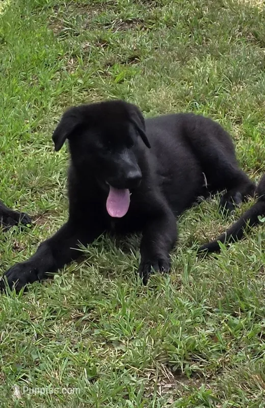 Black male 1 – German Shepherd Dog puppy for sale in Wayside, WV