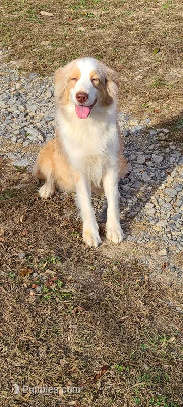 Cammie – Australian Shepherd puppy for sale in Wayside, WV