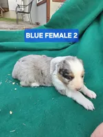 Merle female 2, a female Australian Shepherd for sale in Wayside, WV – Photo 6 of 6
