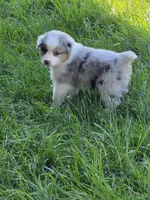 Merle female 2, a female Australian Shepherd for sale in Wayside, WV – Photo 2 of 6