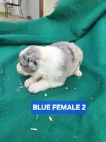 Merle female 2, a female Australian Shepherd for sale in Wayside, WV – Photo 4 of 6