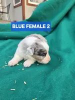 Merle female 2, a female Australian Shepherd for sale in Wayside, WV – Photo 5 of 6