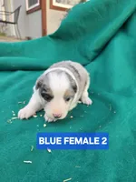 Merle female 2, a female Australian Shepherd for sale in Wayside, WV – Photo 3 of 6