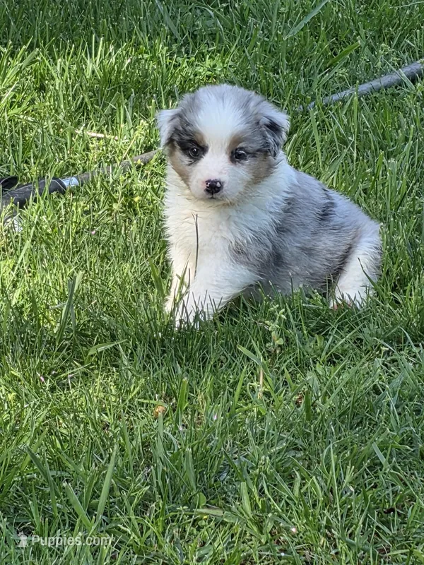 Merle female 2 – Australian Shepherd puppy for sale in Wayside, WV