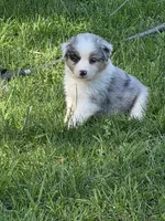 Merle female 2, a female Australian Shepherd for sale in Wayside, WV – Photo 1 of 6