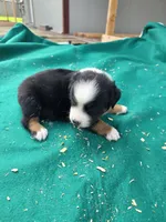 Black male 2, a male Australian Shepherd for sale in Wayside, WV – 2 of 4