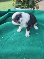 Black female, a female Australian Shepherd for sale in Wayside, WV – 3 of 4