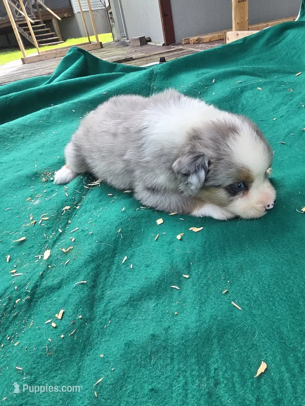 Blue male 2 – Australian Shepherd puppy for sale in Wayside, WV