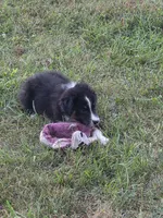 Black male 4, a male Australian Shepherd for sale in Wayside, WV – 4 of 4
