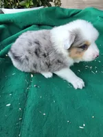 Blue male 2, a male Australian Shepherd for sale in Wayside, WV – 2 of 4