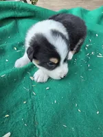 Black male 3, a male Australian Shepherd for sale in Wayside, WV – 4 of 4