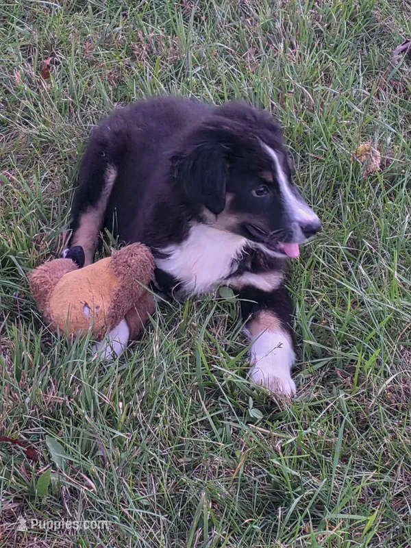 Black male 4 – Australian Shepherd puppy for sale in Wayside, WV