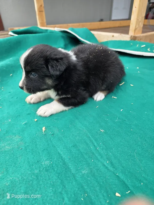 Black male 4 – Australian Shepherd puppy for sale in Wayside, WV