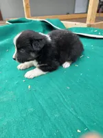 Black male 4, a male Australian Shepherd for sale in Wayside, WV – 1 of 3