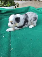 Blue female 2, a female Australian Shepherd for sale in Wayside, WV – 4 of 4