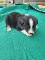 Black male 4, a male Australian Shepherd for sale in Wayside, WV – 2 of 3