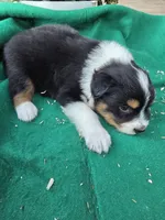 Black male 2, a male Australian Shepherd for sale in Wayside, WV – 3 of 4