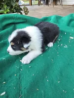 Black male 3, a male Australian Shepherd for sale in Wayside, WV – 3 of 4