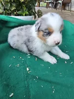 Blue male 1, a male Australian Shepherd for sale in Wayside, WV – 2 of 4