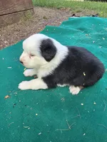 Black male  2, a male Australian Shepherd for sale in Wayside, WV – 4 of 5