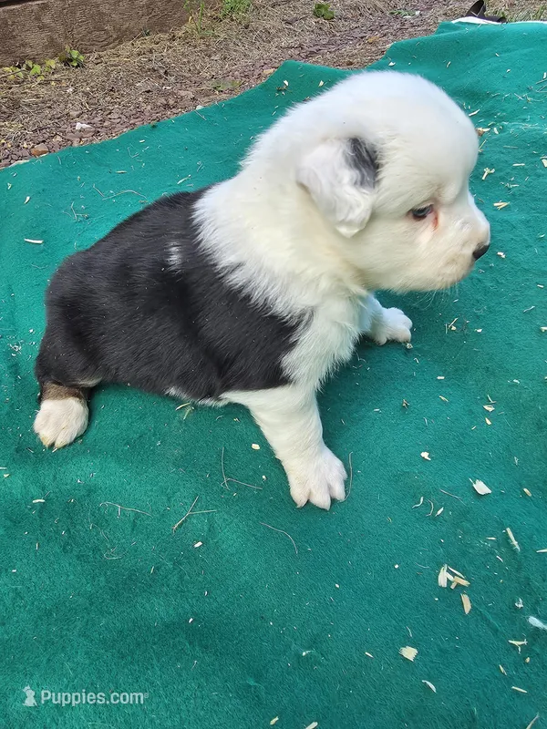 Black male  2 – Australian Shepherd puppy for sale in Wayside, WV