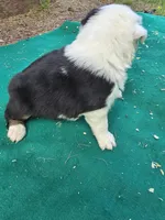 Black male  2, a male Australian Shepherd for sale in Wayside, WV – 5 of 5
