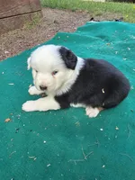Black male  2, a male Australian Shepherd for sale in Wayside, WV – 3 of 5