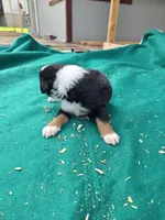 Black male 2, a male Australian Shepherd for sale in Wayside, WV – 4 of 4