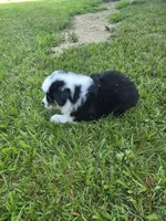 Black tri 1, a male Australian Shepherd for sale in Wayside, WV – 5 of 5
