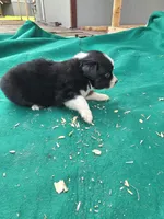 Black female, a female Australian Shepherd for sale in Wayside, WV – 4 of 4