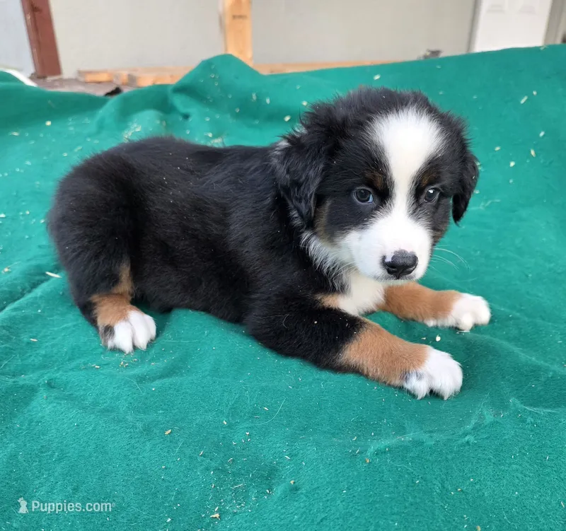 Black male 2 – Australian Shepherd puppy for sale in Wayside, WV