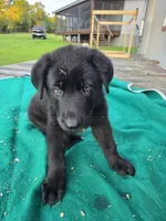 Black male 1, a male German Shepherd Dog for sale in Wayside, WV – 3 of 3