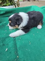 Black male 2, a male Australian Shepherd for sale in Wayside, WV – 2 of 4
