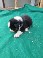 Black male 1, a male Australian Shepherd for sale in Wayside, WV – 3 of 3