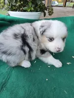 Blue female 1, a female Australian Shepherd for sale in Wayside, WV – 2 of 4