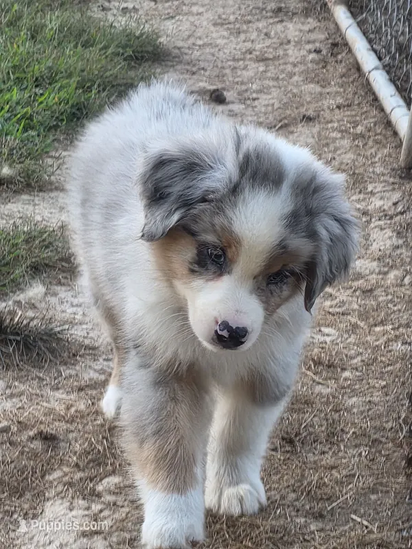 Blue male 2 – Australian Shepherd puppy for sale in Wayside, WV