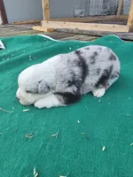 Blue female 2, a female Australian Shepherd for sale in Wayside, WV – 3 of 3