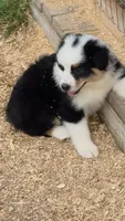 Black tri 1, a male Australian Shepherd for sale in Wayside, WV – 1 of 5