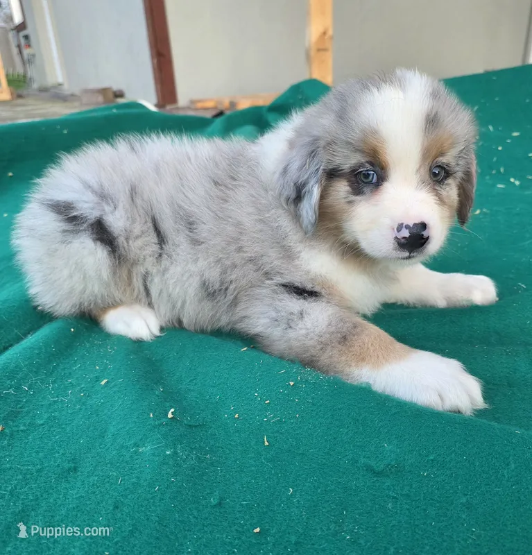 Blue male 2 – Australian Shepherd puppy for sale in Wayside, WV