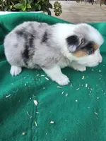 Blue male 3, a male Australian Shepherd for sale in Wayside, WV – 2 of 4