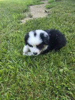 Black tri 1, a male Australian Shepherd for sale in Wayside, WV – 4 of 5