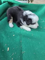 Black tri 1, a male Australian Shepherd for sale in Wayside, WV – 2 of 4