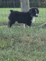 Black male 4, a male Australian Shepherd for sale in Wayside, WV – 2 of 4
