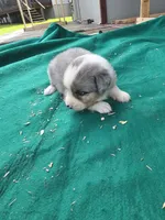 Blue male 2, a male Australian Shepherd for sale in Wayside, WV – 2 of 3