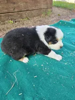 Black male 1, a male Australian Shepherd for sale in Wayside, WV – 4 of 4