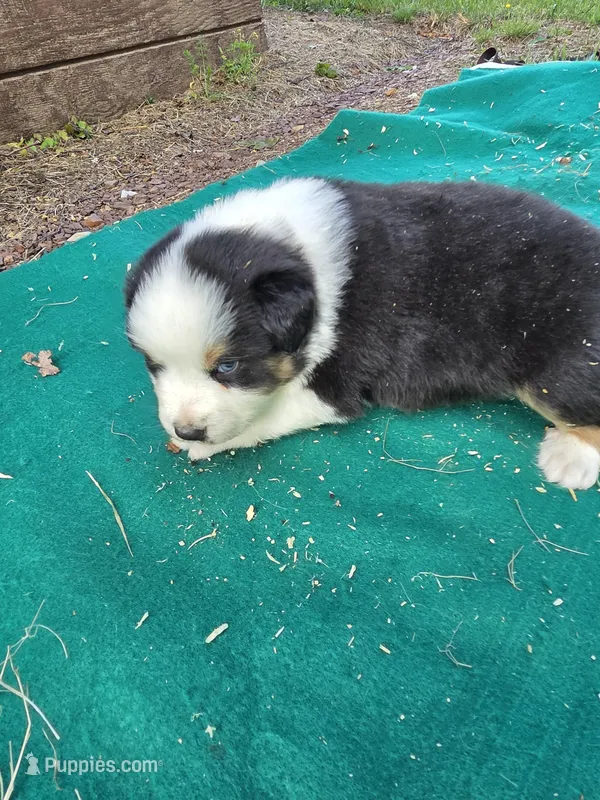 Black male 1 – Australian Shepherd puppy for sale in Wayside, WV